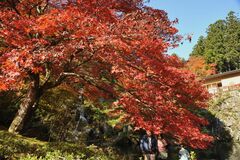 鹿沼・古峯神社で紅葉見頃