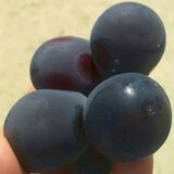 【お茶でもしながら　小説家・村崎なぎこの日常】（５）アラフ…