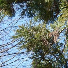 花粉症の発症率、栃木県が全国２位　気象情報会社が調査　県民の２人に１人以上が…