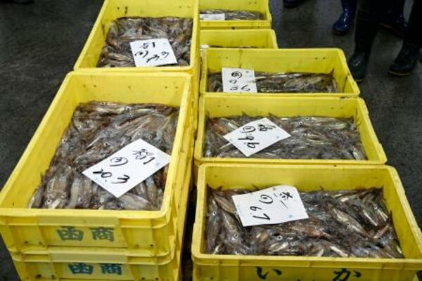 水揚げされたスルメイカ=11日午前、北海道函館市