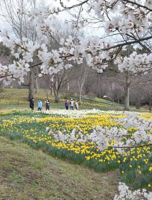 桜とスイセンが見頃を迎えた東那須野公園