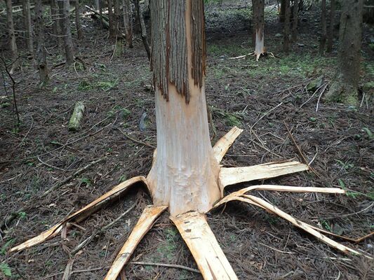 クマに皮をはがされた樹木