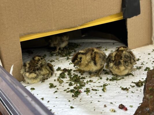 ふ化したニホンライチョウのひな＝28日午前、那須町大島（那須どうぶつ王国提供）