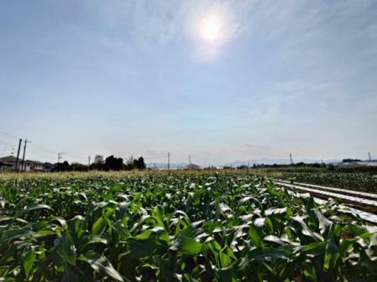 　五日市街道沿いに広がるトウモロコシ畑＝東京都あきる野市