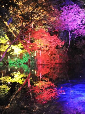 ライトアップされた出流原弁天池