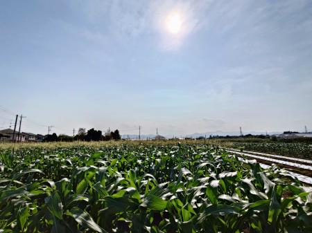 　五日市街道沿いに広がるトウモロコシ畑＝東京都あきる野市