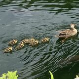 今年はちょっとのんびりカモ　足利学校でカルガモ誕生　ひな７羽を確認