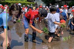 「ブリッツェン米」田植え体験　堀選手、児童・園児も参加