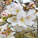 宇都宮で桜が開花　平年より２日、昨年より３日早く　新川沿い、花見客迎える準備進む