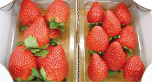 多彩な完熟イチゴが店頭にＪＡはが野　井頭フレッシュ直売所（あぐ里っ娘）