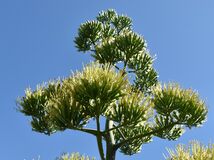 リュウゼツランが開花　真岡