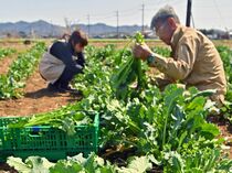 カキナの収穫最盛期　佐野