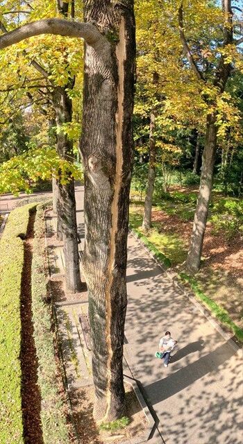 宇都宮の中央公園にあるユリノキに落雷 「木が痛そう」木の幹に裂け目