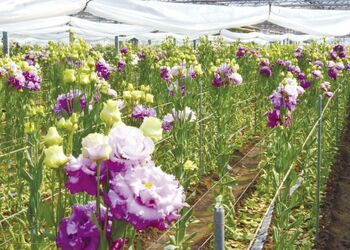 186＞トルコギキョウに魅せられて JA足利のトルコギキョウ｜ふぉー