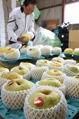 収穫が最盛期を迎えている大玉ナシ「かおり」