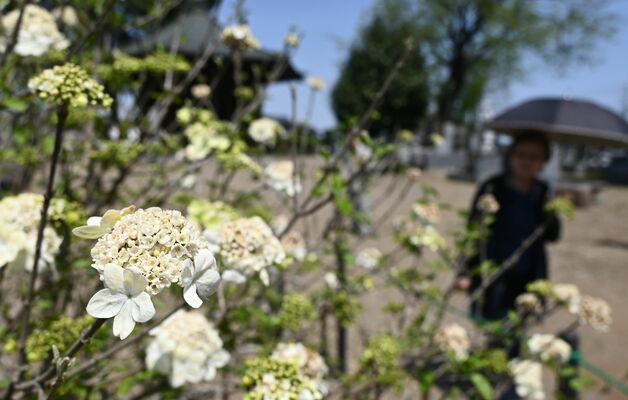 見頃を迎えた瓊花