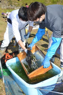 ホンモロコを水揚げする町職員