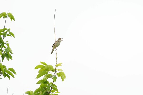 木の枝の先でさえずるオオヨシキリ