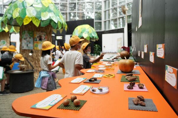 さまざまな種類の木の実や種が展示されている企画展