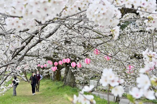 栃木市・金崎の桜堤は満開＝８日午後