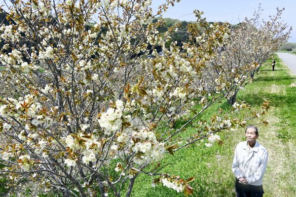 見頃となった黄桜を感慨深そうに見上げる斎藤さん＝２２日午前、宇都宮市宮山田町