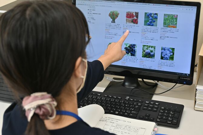 あまおうの育成者権や商標権を侵害している事例がないかを調べる福岡県農林業総合試験場の職員