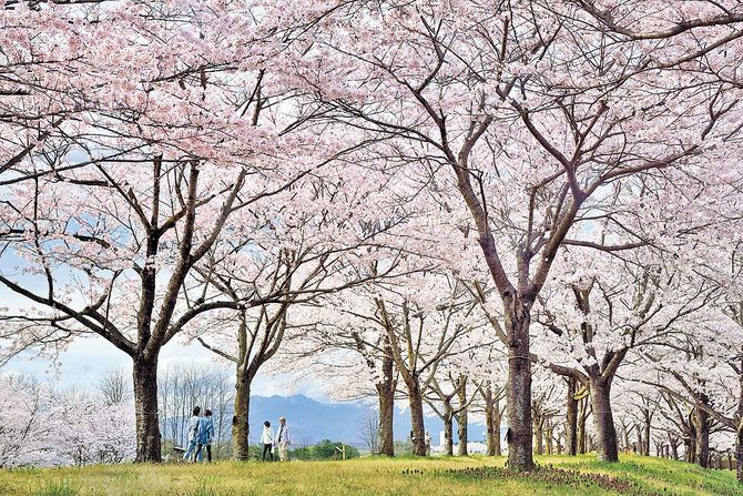 駐車場に車を止めて、のんびりと歩きながら満開の桜づつみを満喫
