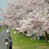 気持ち和らぐ桜道　思川桜が見頃　小山