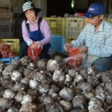 「リピーター多く」既に遠方から...　市貝町で“唯一”の農家でコンニャク芋出荷始まる
