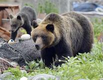 東欧スロバキアでヒグマ調査