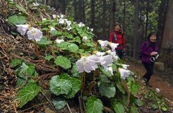 山野草イワウチワ見頃