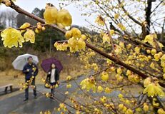 鹿沼でロウバイ見頃