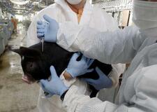 【独自】豚熱、全頭処分取りやめ