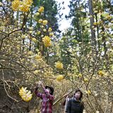 茂木の「妖精の森」でミツマタ見頃　春到来、斜面埋める黄色い花