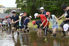 児童、留学生ら田植え体験