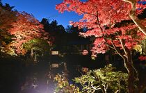 紅葉ライトアップ　日光山輪王寺の逍遥園