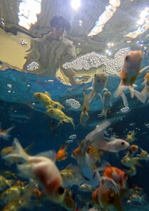 佐野で金魚出荷ピーク