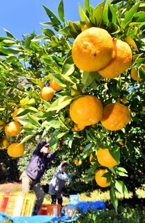 ユズの収穫　茂木