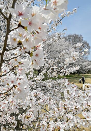 栃木県内桜便り2025 ドラマの舞台、周年植樹の名所…話題性に富む「NEWS