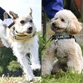 栃木県警に初の小型警察犬誕生　トイプードルは審査にスピード合格、ジャックラッセルは全国優勝歴も