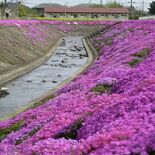 大田原・みそはぎロードでシバザクラ見頃　川沿いに広がるピンク色
