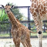 かっこいい名前つけてね！　宇都宮動物園にキリンの赤ちゃん誕生