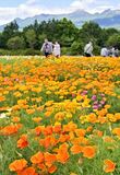 那須フラワーワールドでポピー満開