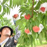 わせ種のモモ、鈴なりに　佐野、例年より早く収穫期迎える