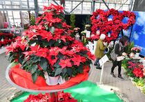 ポインセチアを楽しもう