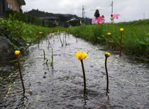 水面彩るシモツケコウホネ　日光
