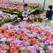 サクラソウ出荷大詰め　宇都宮