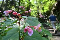 栃木・太平山あじさい坂でシュウカイドウ見頃