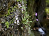 コウシンソウ見頃　日光・足尾