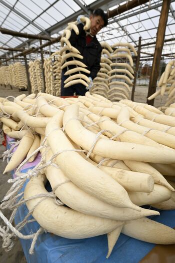 干し大根、出荷進む 鹿沼 市場出荷の県内農家希少「求められる限り続け